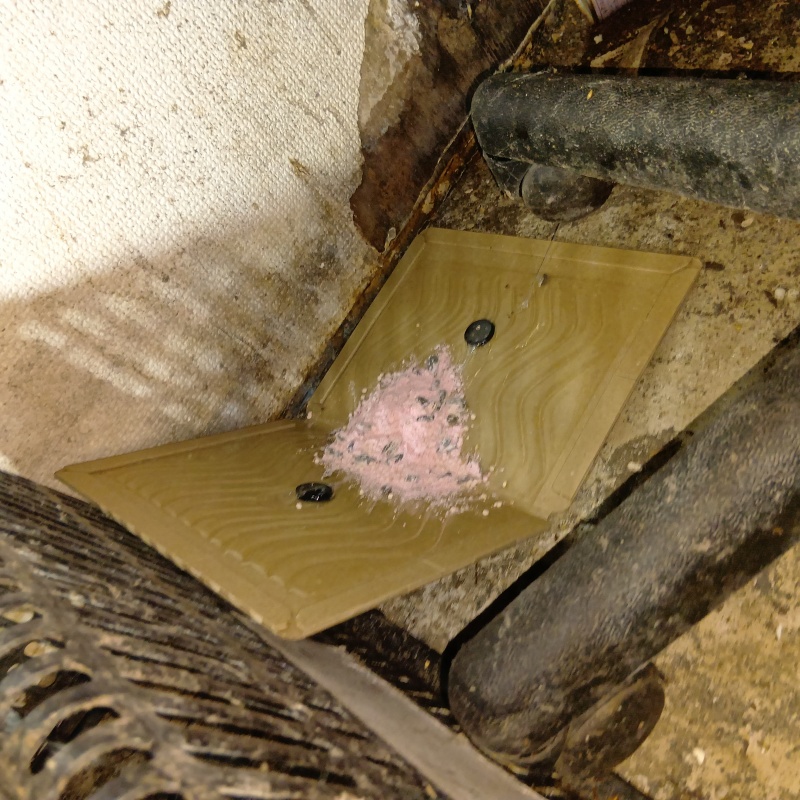 粘着シートの上に殺鼠剤を設置