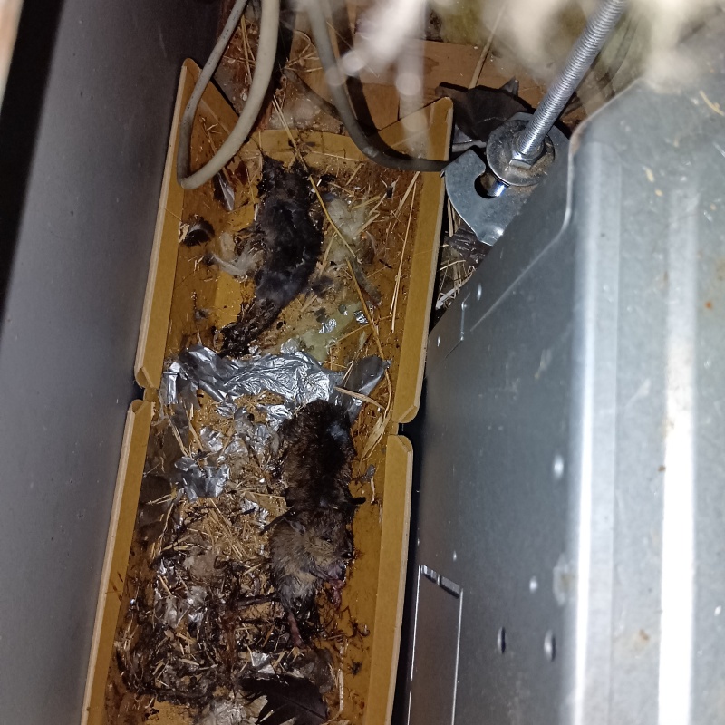 壁の間にあったネズミの死骸