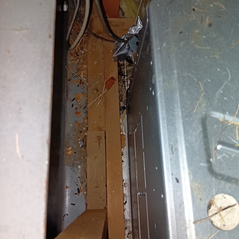 ネズミの死骸を回収した様子