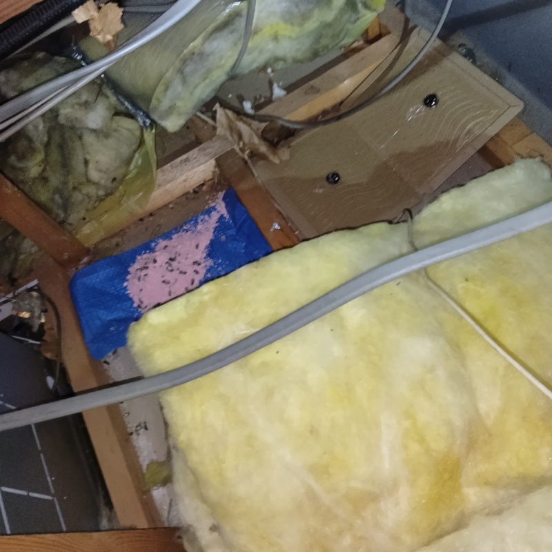 天井裏に殺鼠剤と粘着シートを設置