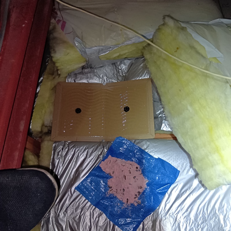 天井裏に殺鼠剤と粘着シートを設置