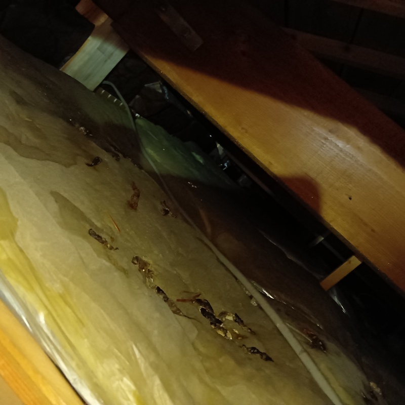 ネズミ駆除の施工事例（福井県福井市西板垣町）