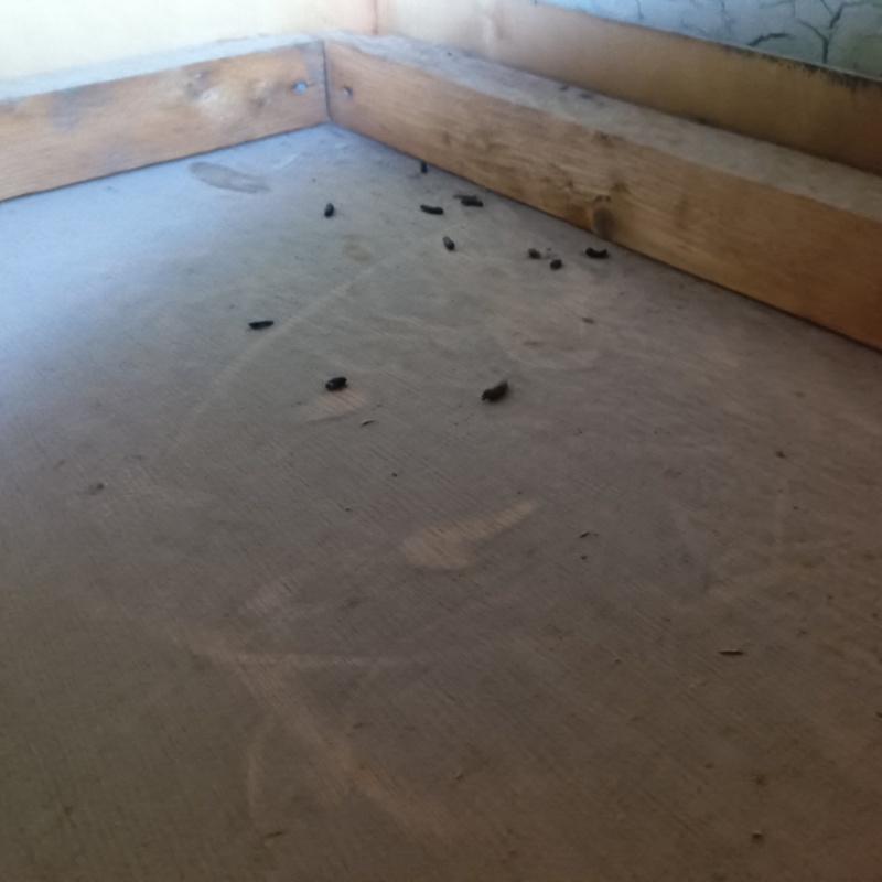 屋根裏のフン害