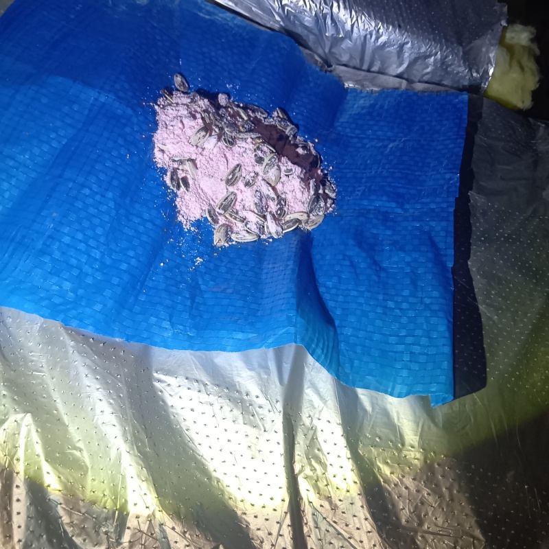 屋根裏に殺鼠剤を設置