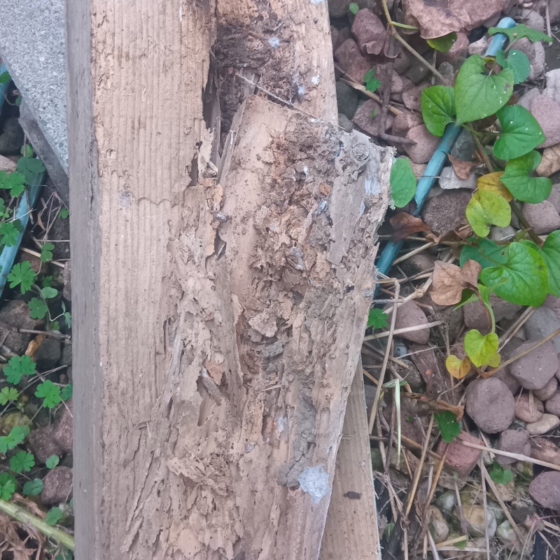 ネズミ駆除の施工事例（千葉県柏市杉並区高井戸西）