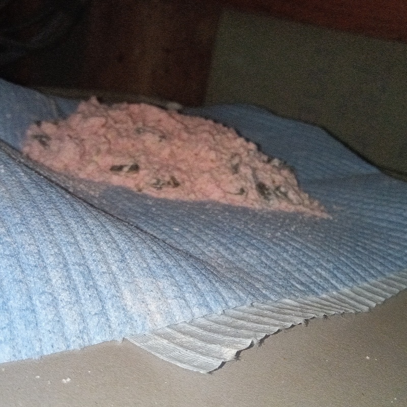 天井裏に殺鼠剤を設置