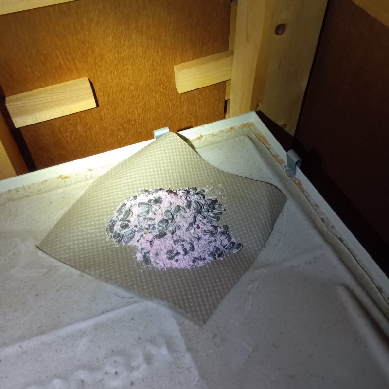 天井裏に殺鼠剤を設置