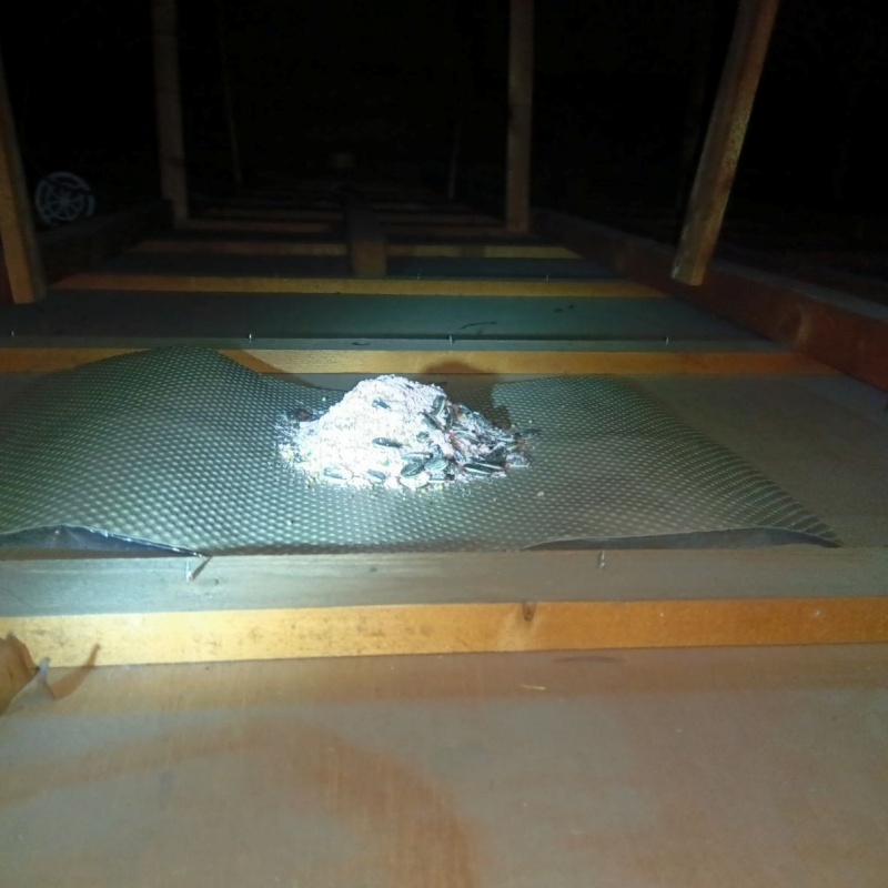 屋根裏に殺鼠剤を設置