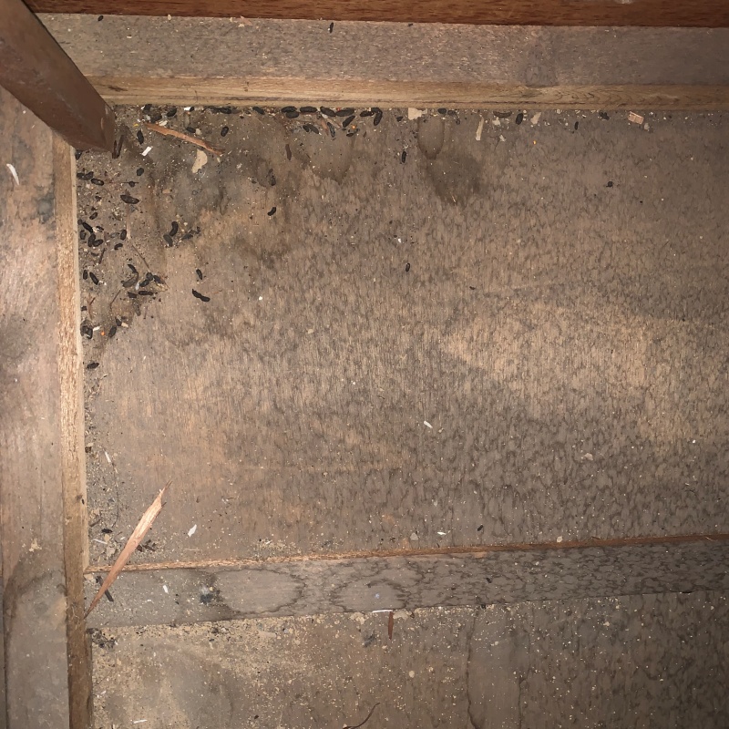 屋根裏に溜まったフン