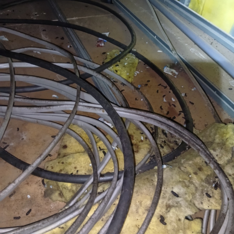 ネズミ駆除の施工事例（山形県山形市）