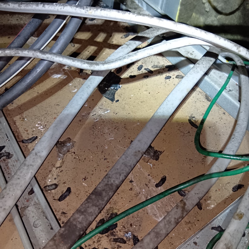 配線まわりのフンや断熱材