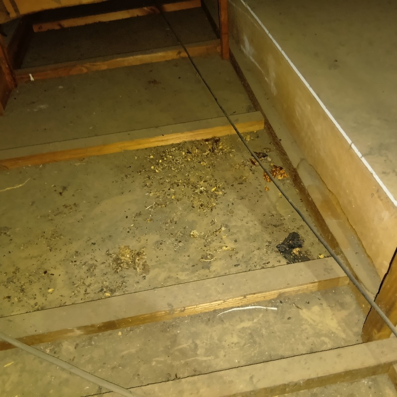 ネズミ駆除の施工事例（神奈川県横浜市都筑区川和町）