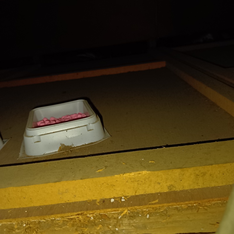 ネズミ駆除の施工事例（石川県加賀市箱宮町へ）