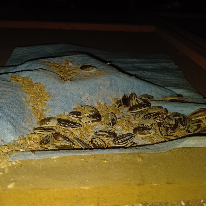 ネズミが殺鼠剤を食べたあと