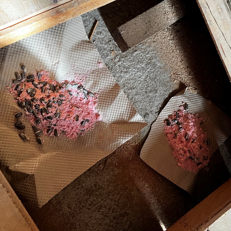 床下に殺鼠剤を設置