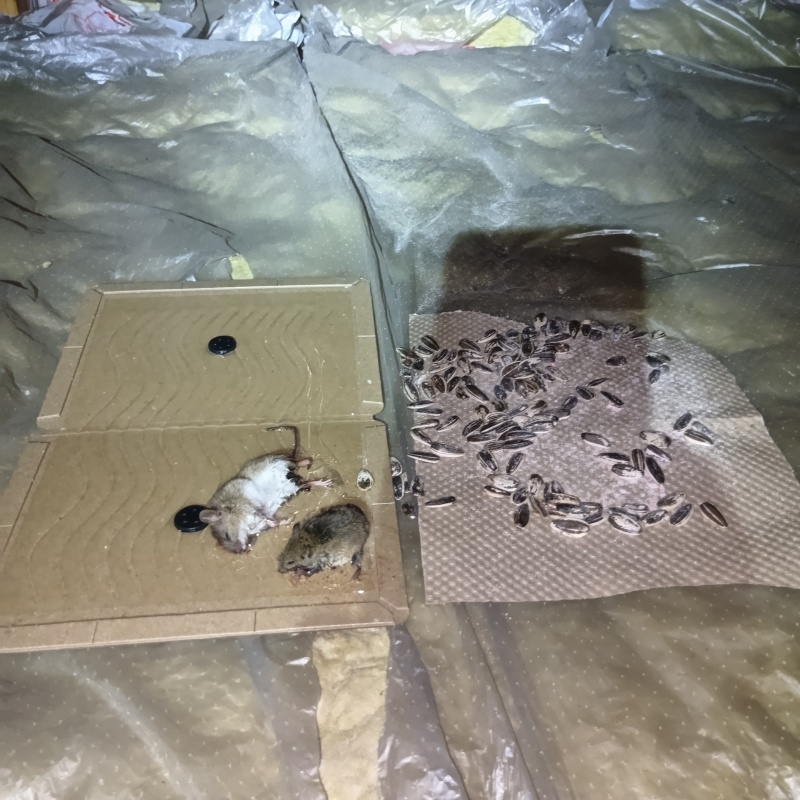 食べられた殺鼠剤と粘着シートにかかったネズミ