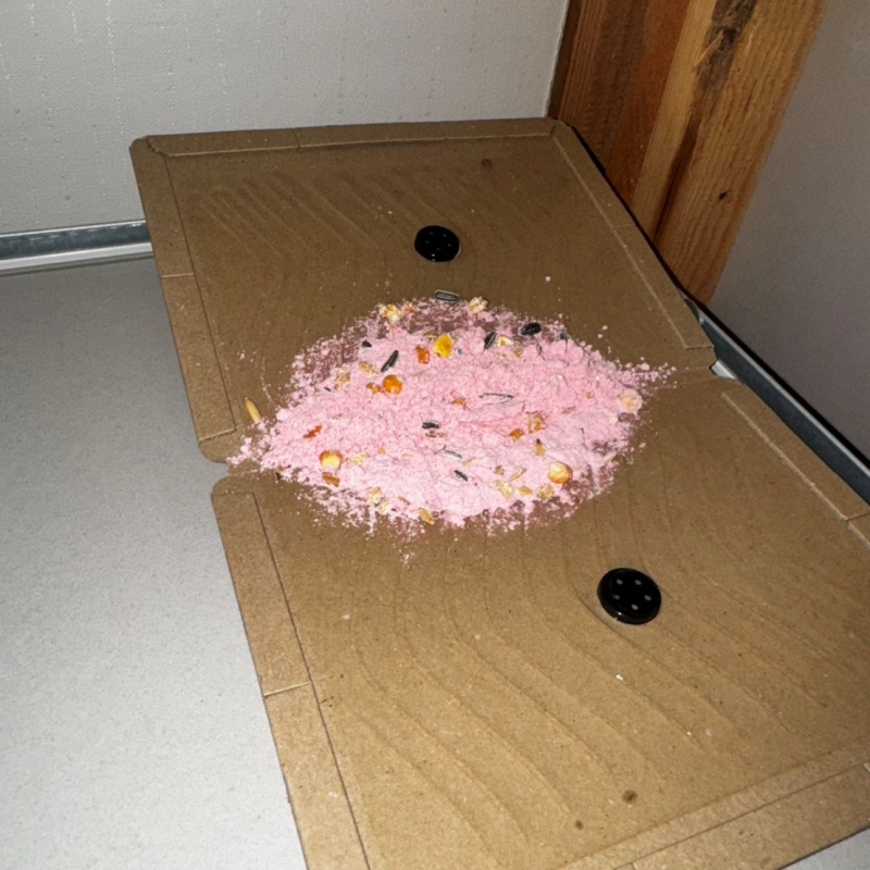 粘着シートの上に殺鼠剤を設置