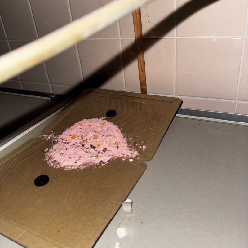 粘着シートの上に殺鼠剤を設置