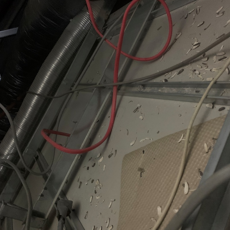 ネズミが殺鼠剤を食べたあと