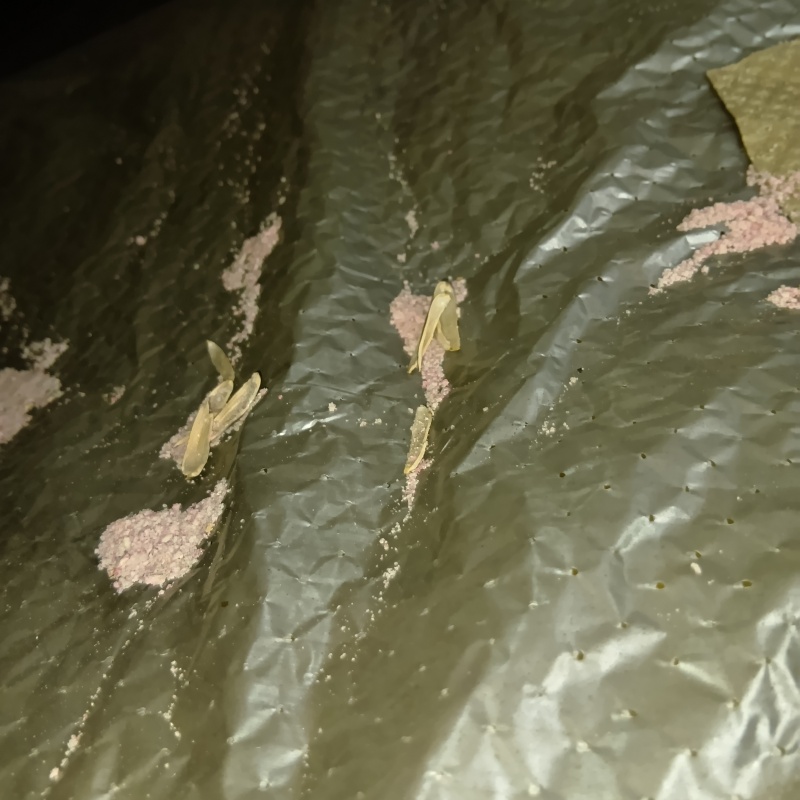 ネズミが殺鼠剤を食べたあと