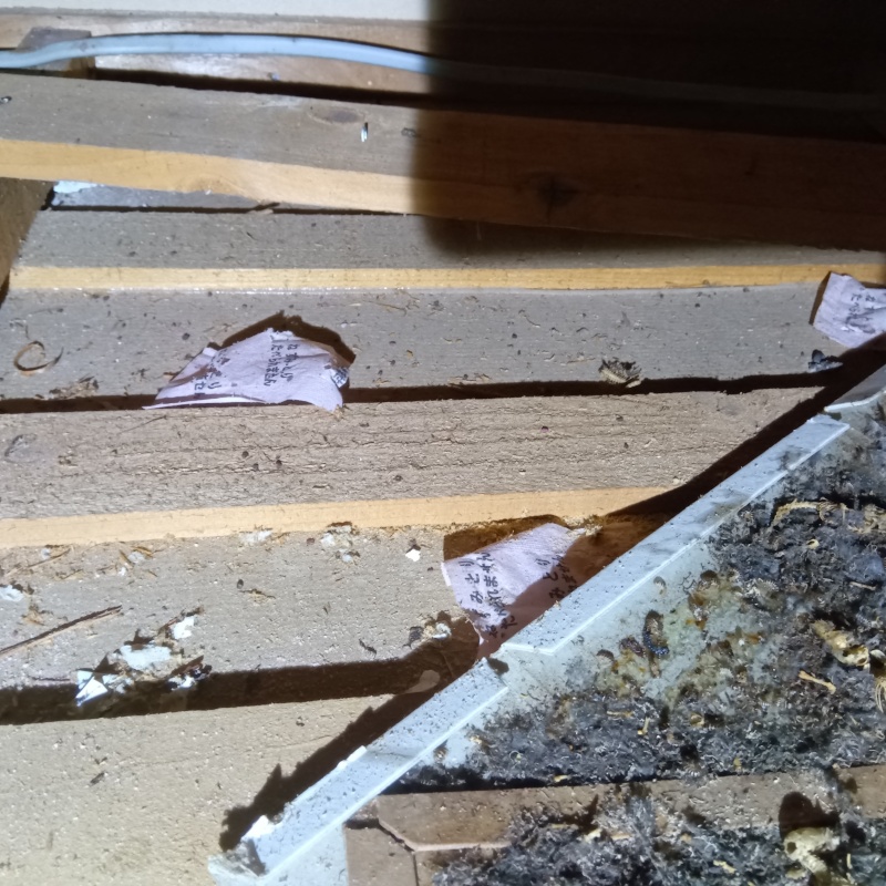 天井裏のフン汚れ