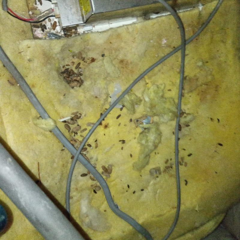 ネズミ駆除の施工事例（山形県南陽市宮内）