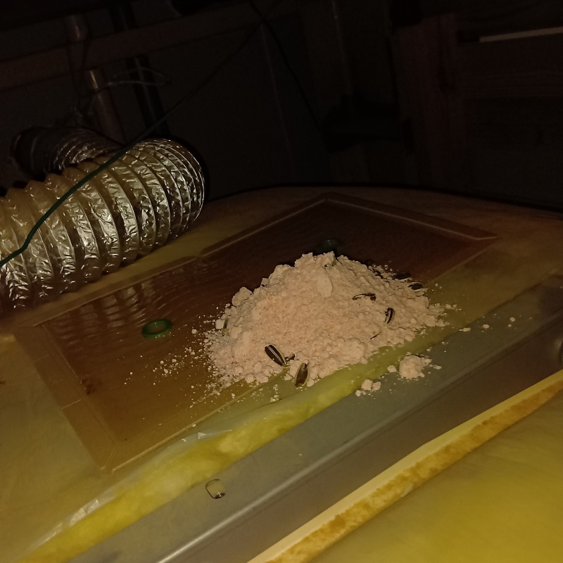 粘着シートの上に殺鼠剤を設置