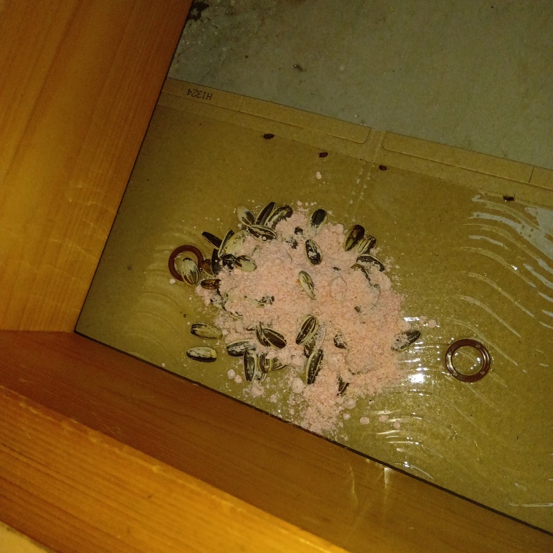 粘着シートの上に殺鼠剤を設置