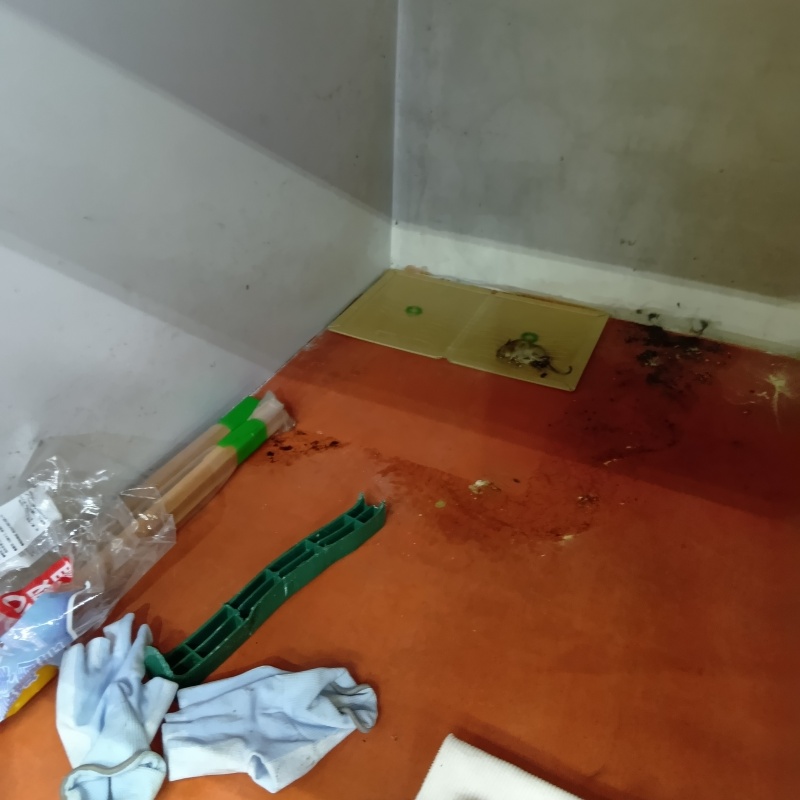 粘着シートにかかったネズミ