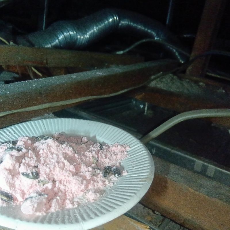 ネズミ駆除の施工事例（埼玉県川口市）