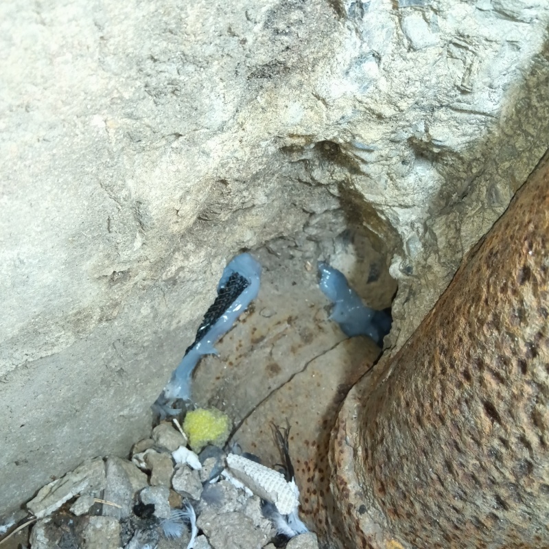 土台付近のすき間を封鎖