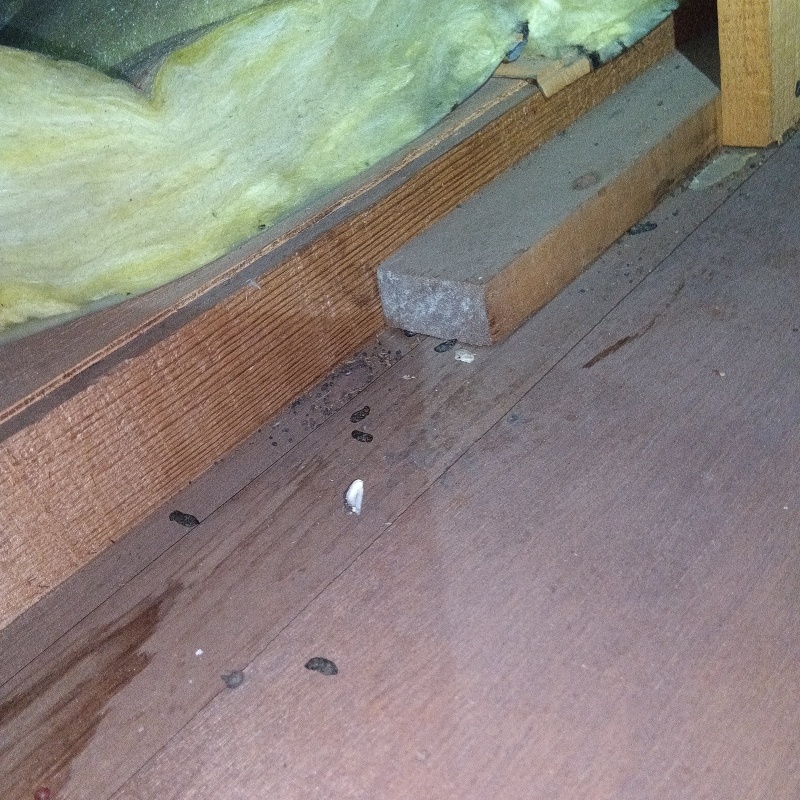 ネズミ駆除の施工事例（岐阜県各務原市那加昭南町）