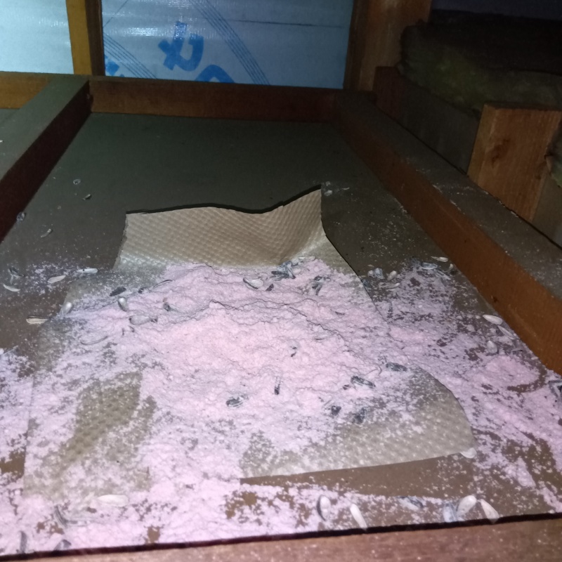 ネズミが殺鼠剤を食べたあと