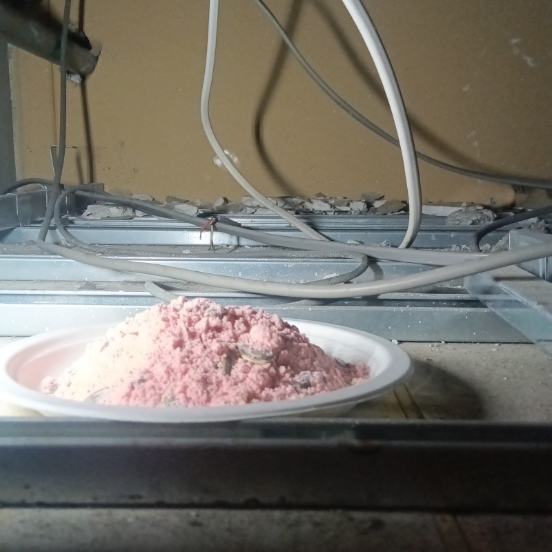 天井裏に殺鼠剤を設置