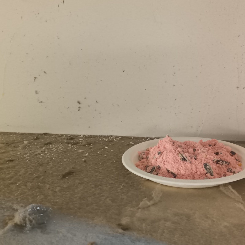 壁際に殺鼠剤を設置