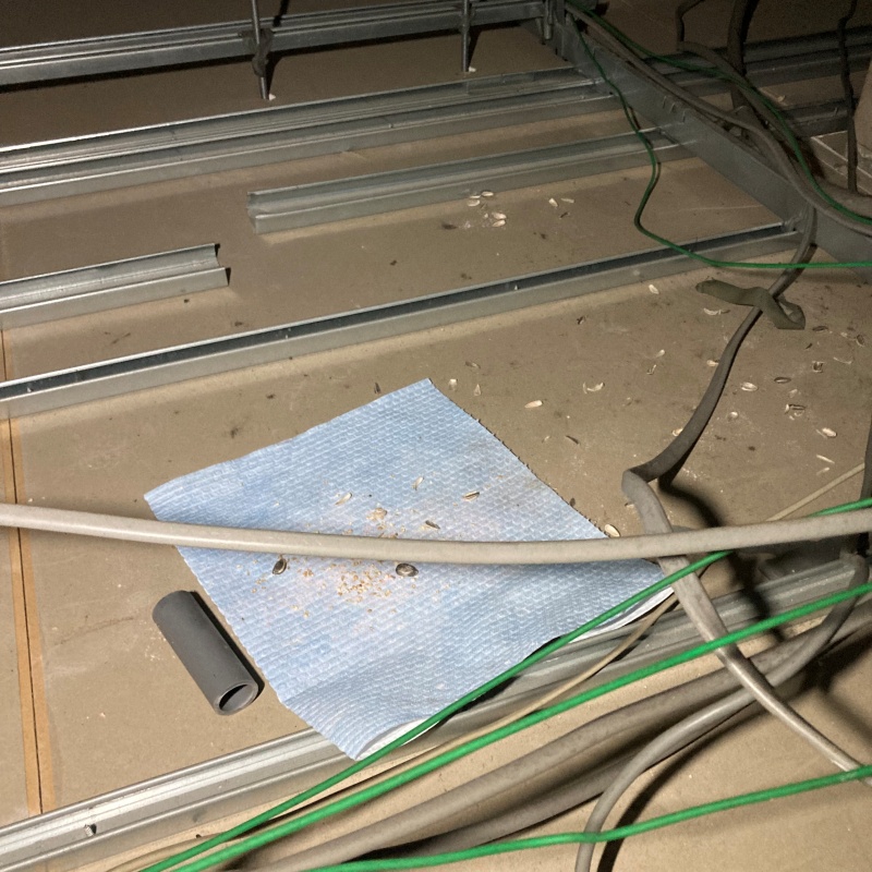 ネズミが殺鼠剤を食べたあと