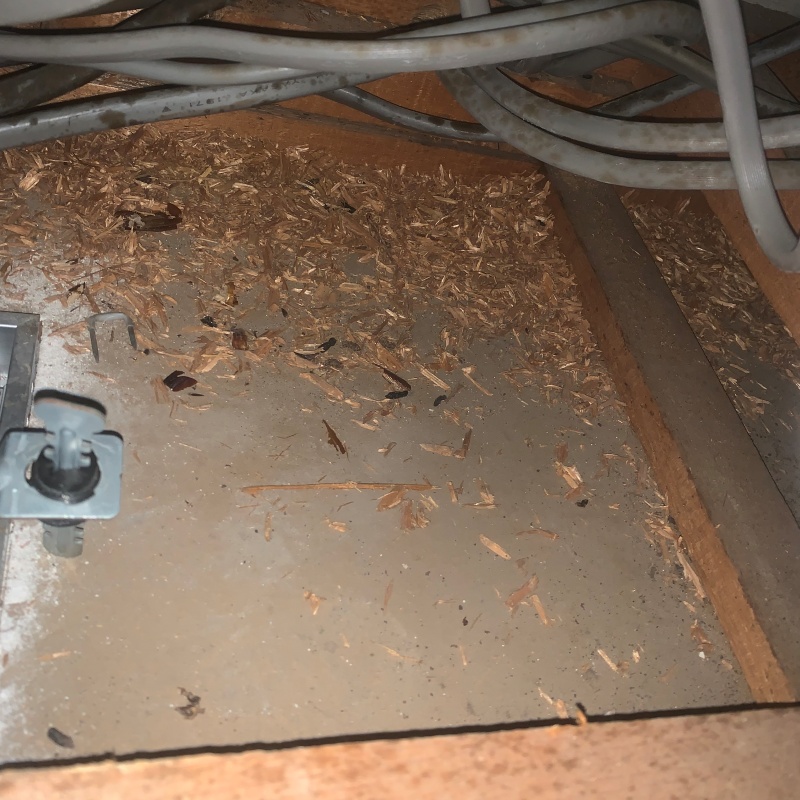 屋根裏に溜まったフン