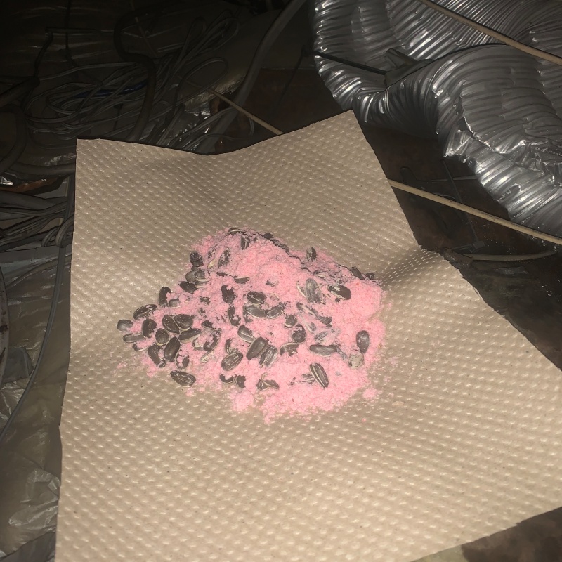 天井裏に殺鼠剤を設置