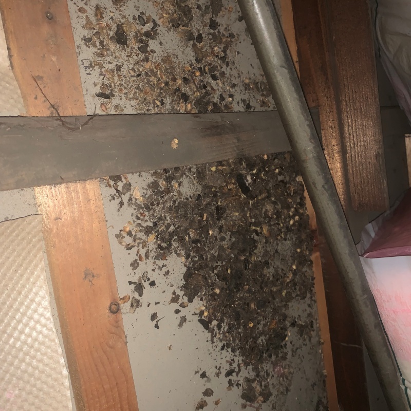 天井裏に溜まったフン