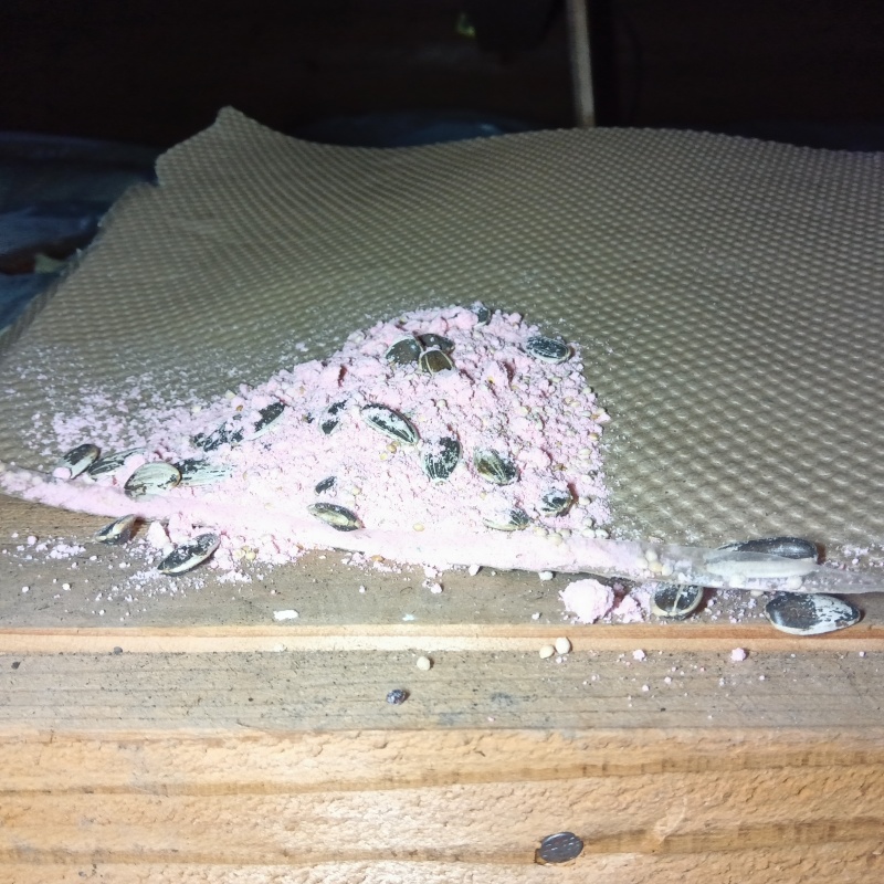 ネズミが殺鼠剤を食べたあと