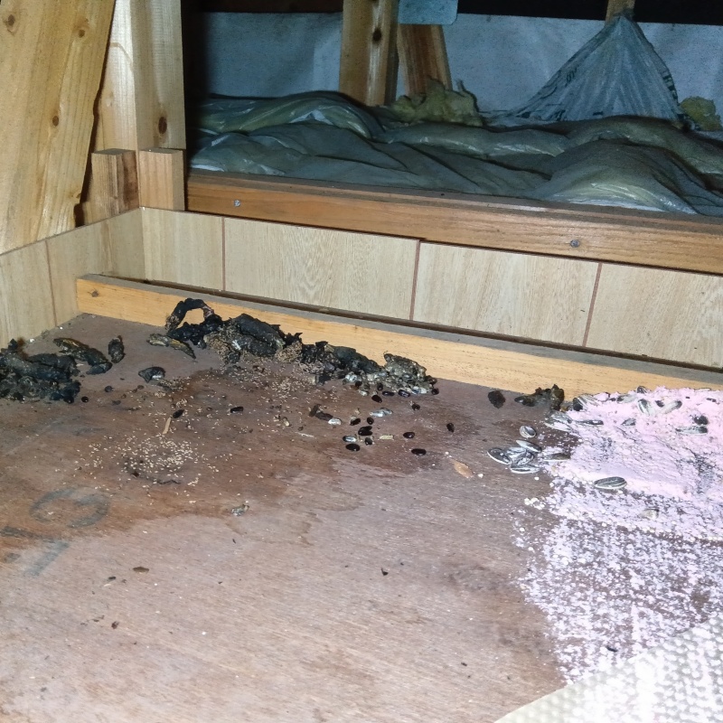 ネズミが殺鼠剤を食べたあと