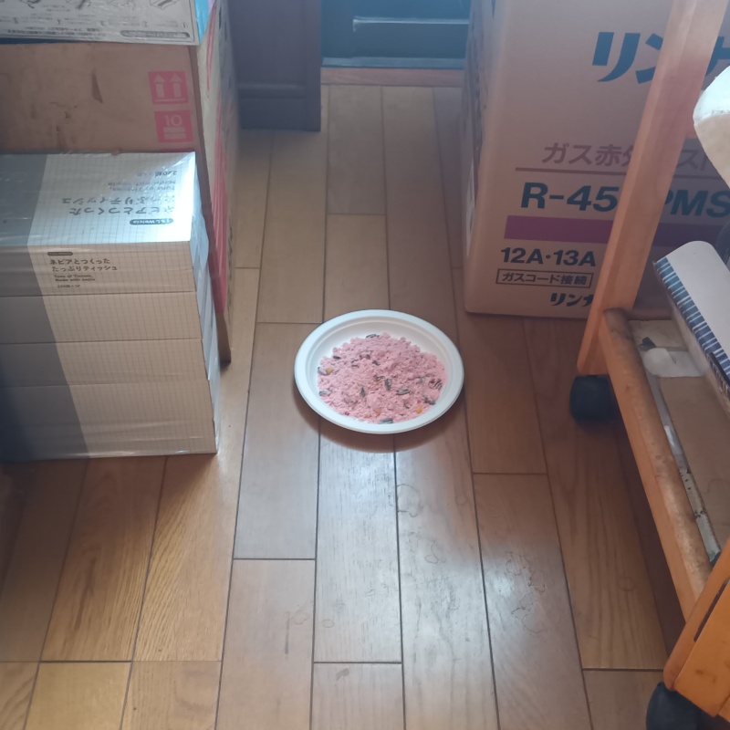 部屋に殺鼠剤を設置