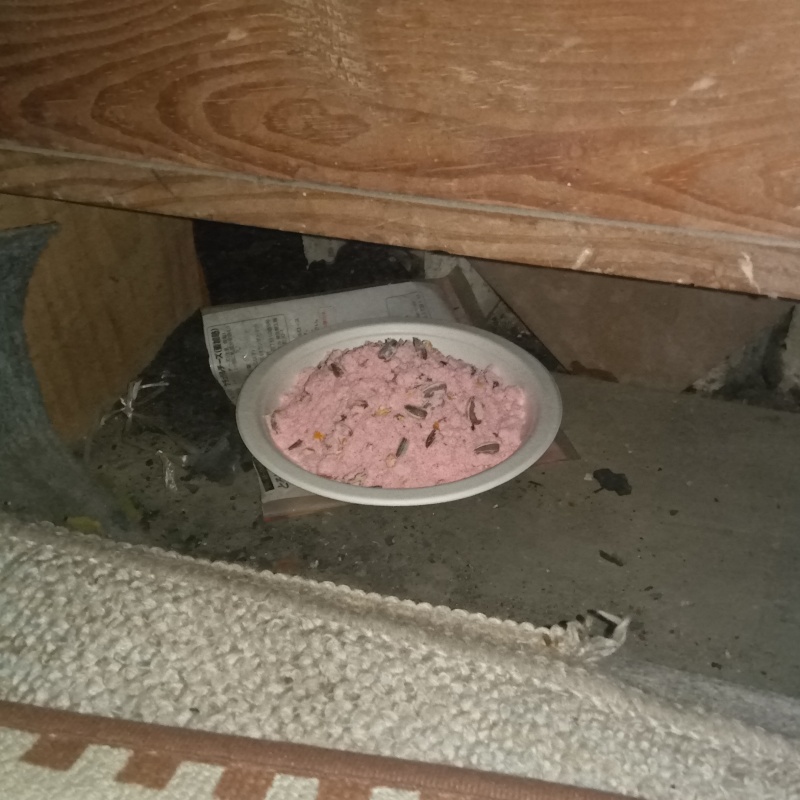 床下に殺鼠剤を設置