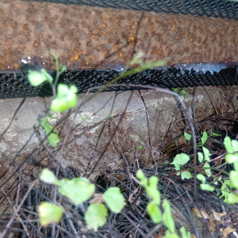 基礎部分のすき間を封鎖