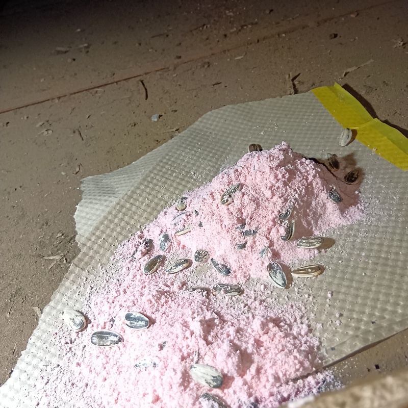 ネズミが殺鼠剤を食べたあと