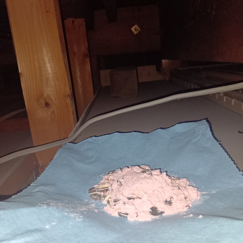 屋根裏に殺鼠剤を設置