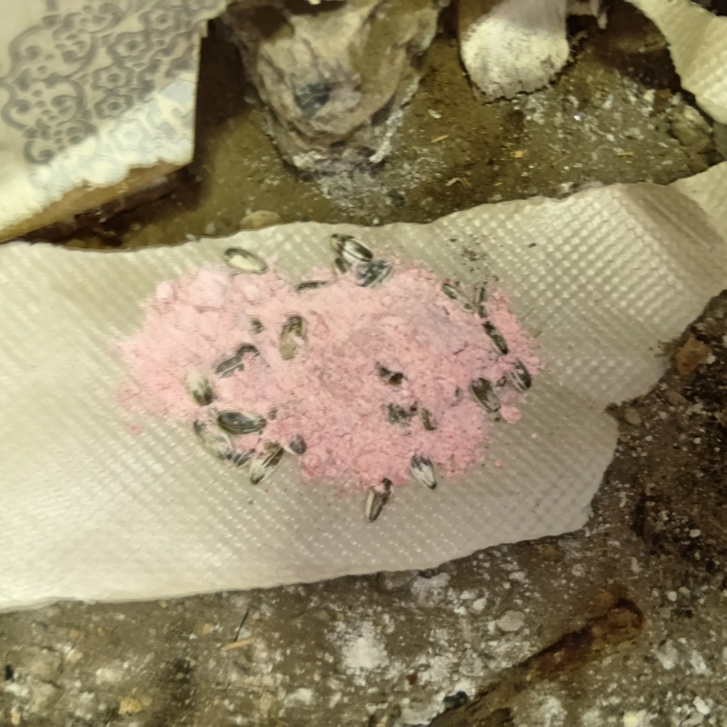 天井裏に殺鼠剤を設置