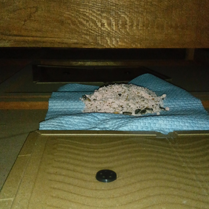 天井裏に粘着シートとに殺鼠剤を設置