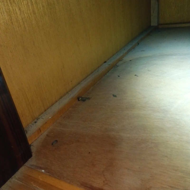 建物内に残ったフン