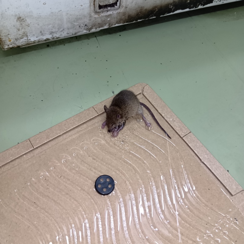 粘着シートにかかったネズミ